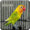 Masteran Lovebird Ngekek Panjang Offline