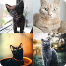 Guess Cute Cat Game APK