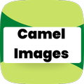 Camel Images