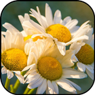 Chamomile wallpapers ikon