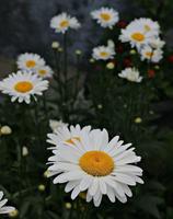 Chamomile wallpapers syot layar 1