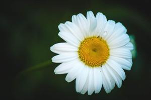 Chamomile wallpapers syot layar 3