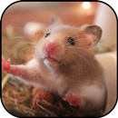 Papéis de parede bonitos hamster APK