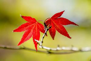 Autumn wallpapers ภาพหน้าจอ 3