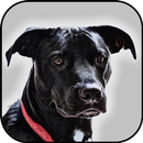 Black dogs wallpapers APK