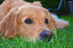 Retriever fonds d'Г©cran capture d'écran 3