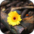 Gerbera wallpapers ikon