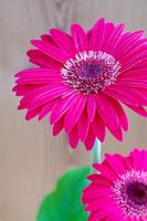 Gerbera wallpapers syot layar 3