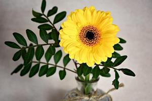 Gerbera wallpapers penulis hantaran