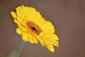 Gerbera wallpapers syot layar 1