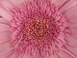 Gerbera wallpapers syot layar 2