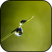 Gras behang