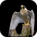 Fondos de pantalla de aves