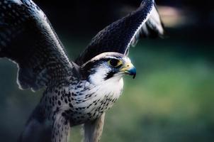 Fonds d'écran d'oiseaux Affiche