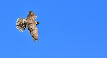 1 Schermata Sfondi di uccelli