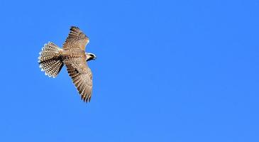 Fonds d'écran d'oiseaux capture d'écran 1