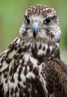 Fonds d'écran d'oiseaux capture d'écran 3