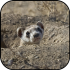 Ferret wallpapers ikon