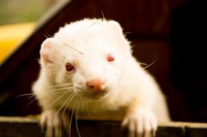 Ferret wallpapers penulis hantaran
