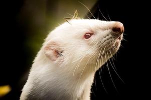 Ferret wallpapers syot layar 1