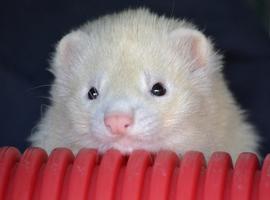 Ferret wallpapers syot layar 2