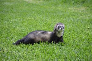 Ferret wallpapers syot layar 3