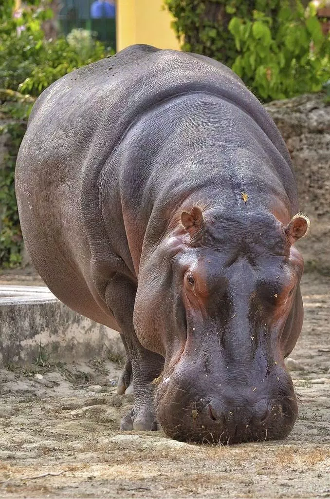 Fonds d'écran hippopotame APK pour Android Télécharger