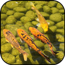 Japanese koi fish wallpapers APK