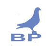 Best Pigeon BD