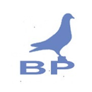 Best Pigeon BD aplikacja