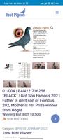 Best Pigeon BD Affiche