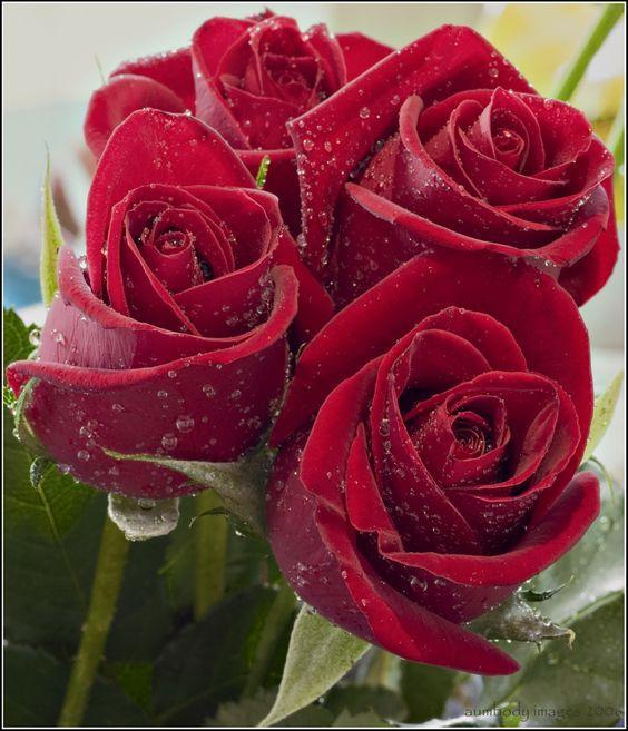 güzel çiçekler ve gül APK for Android Download