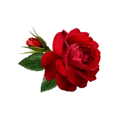 Flowers and Roses Live Wallpaper APK download