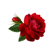 Flowers and Roses Live Wallpaper