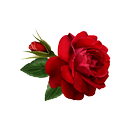 Flowers and Roses Live Wallpaper APK
