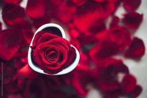 Flowers and Roses Live Wallpaper plakat