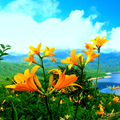 Natural Sounds Ringtone & Wall