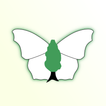 iRecord Butterflies