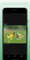 iRecord Butterflies syot layar 2