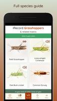 iRecord Grasshoppers पोस्टर