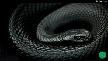 Black Mamba Animal Wallpaper screenshot 2