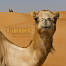 Camel Animal Wallpaper APK