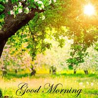 Nature Morning 截图 3