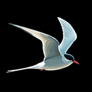 Collins Bird Guide APK