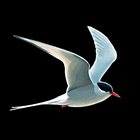 آیکون‌ Collins Bird Guide