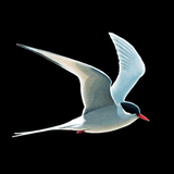 Collins Bird Guide APK