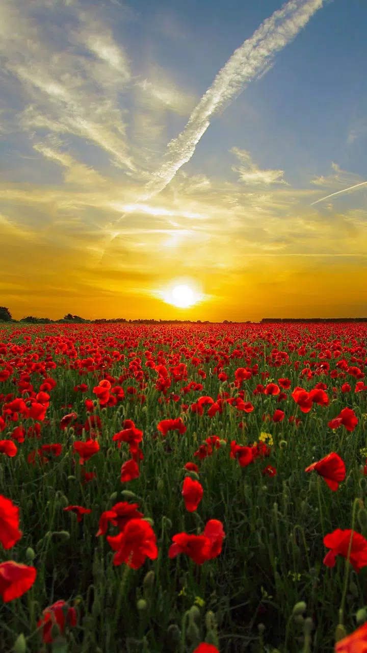 Nature Live Wallpapers | HD 4K APK for Android Download Nature Live Wallpapers | HD 4K APK for Android Download