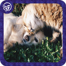 Pet therapy sleep music dog and cat APK