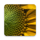 Nature Wallpaper App Offline APK