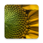 Nature Wallpaper App Offline icon